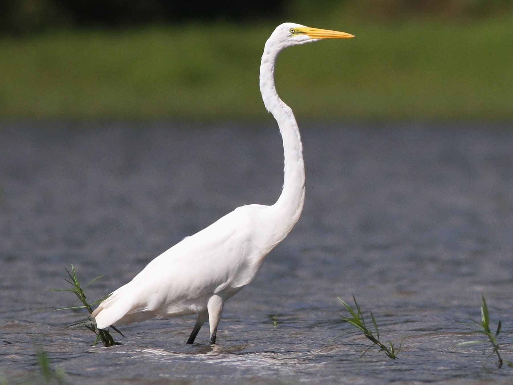 Great Egret